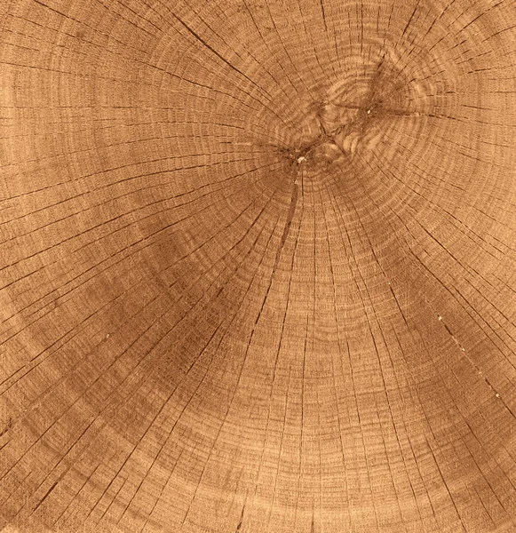 Textura de corte de madeira — Fotografia de Stock