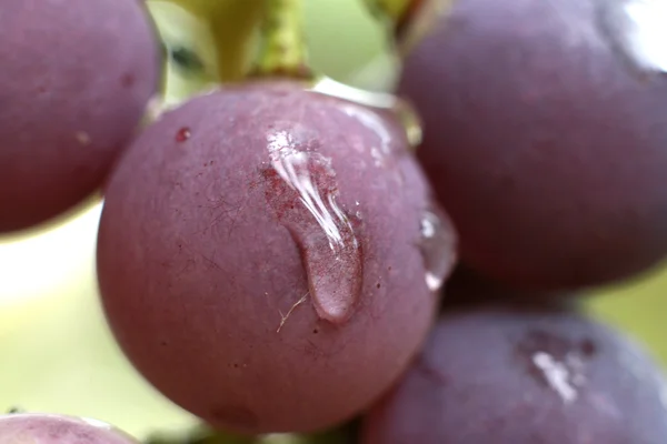 stock image The grape