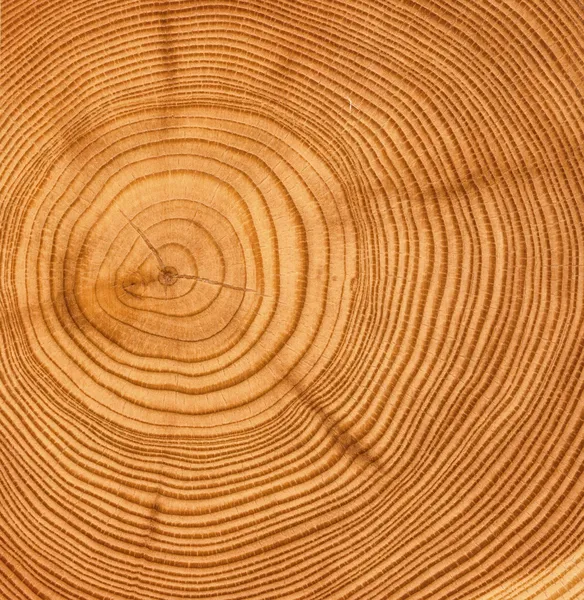 Textura de corte de madera — Foto de Stock