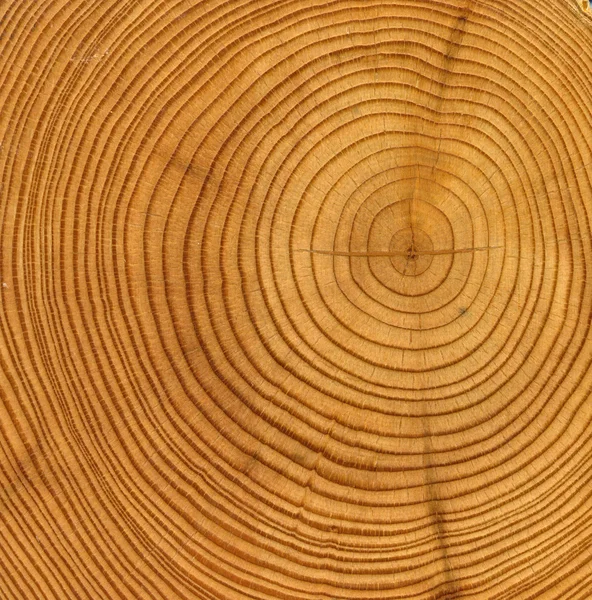 나무 컷된 질감 — 스톡 사진