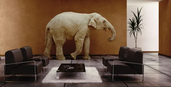 Elephant indoor — Stock Photo, Image