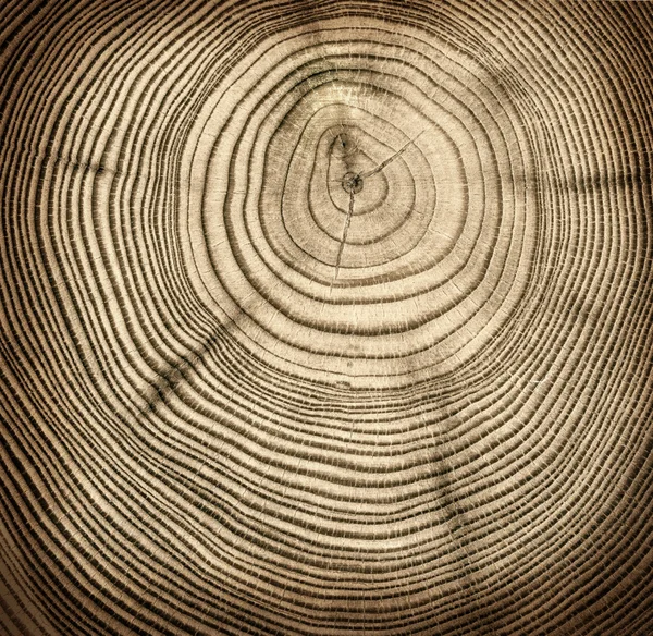 Textura de corte de madeira — Fotografia de Stock