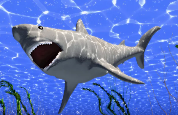 Stock image Big shark