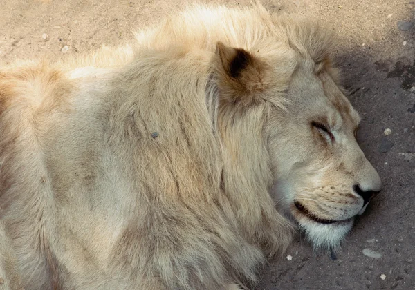 Uyuyan aslanı — Stok fotoğraf