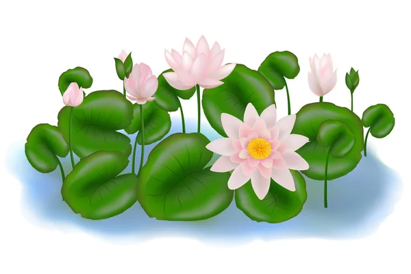 Group Lotuses with leaves — Stock Vector