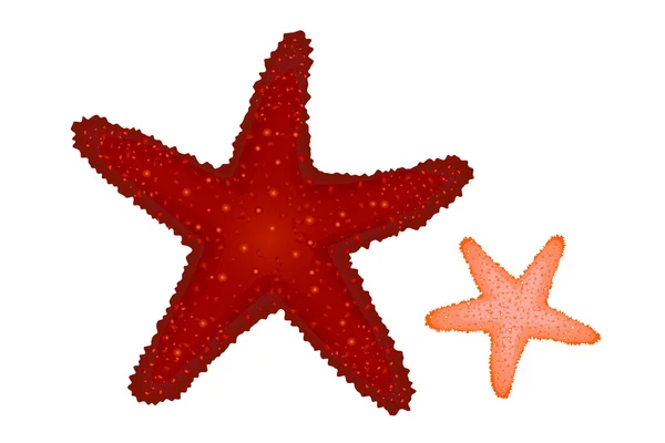 Vörös és korall Starfishes — Stock Vector