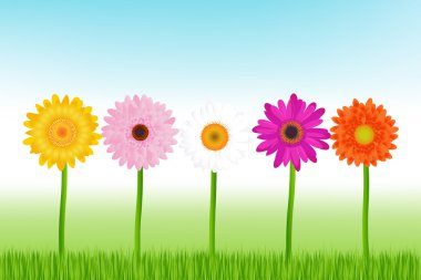 Colorful Daisies clipart