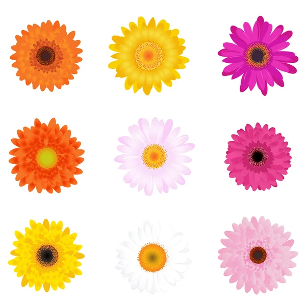 Marguerites colorées — Image vectorielle