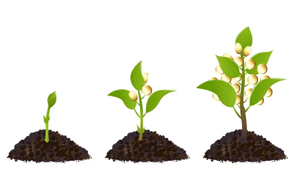 Pénzt növények élet folyamat — Stock Vector