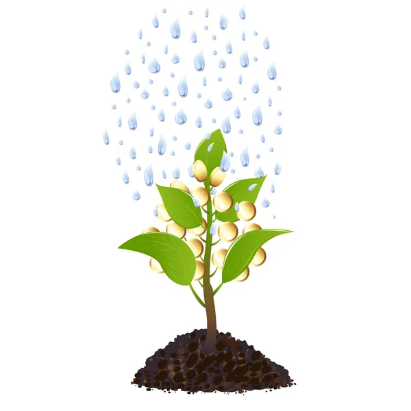 雨の滴をお金の植物 — ストックベクタ