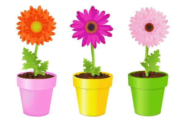 Marguerites colorées dans des pots — Image vectorielle