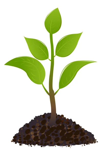 Πράσινο νεαρό φυτό — Διανυσματικό Αρχείο