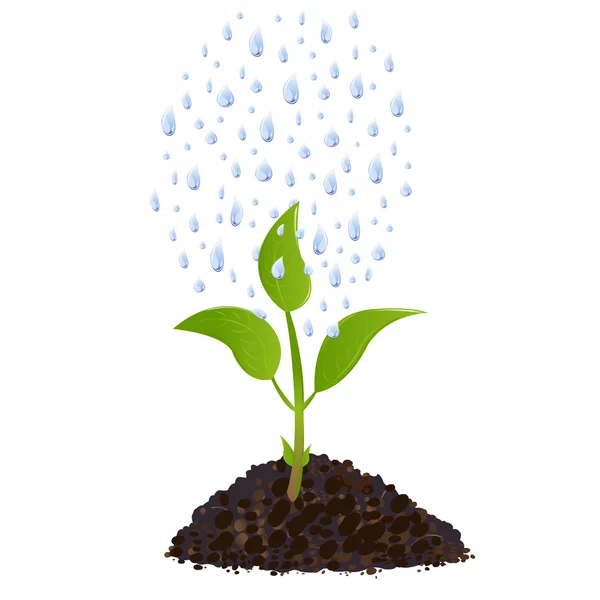 Verde Jovem planta com gotas de chuva — Vetor de Stock