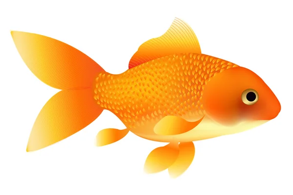 Goldfisch — Stockvektor