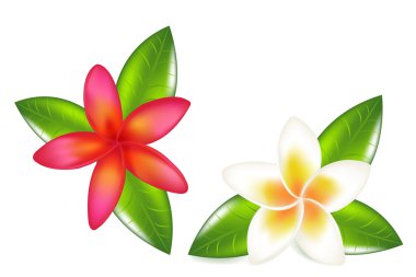 Fragipani With Leaves clipart