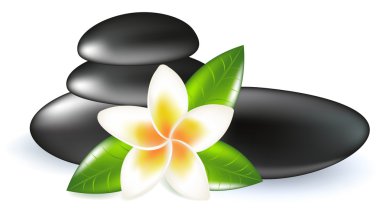 Fragipani With Leaves And Stones clipart