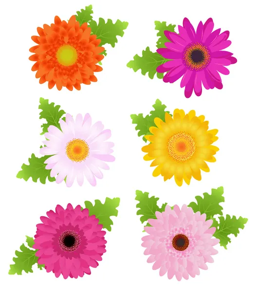 6 bunte Gänseblümchen mit Blättern — Stockvektor