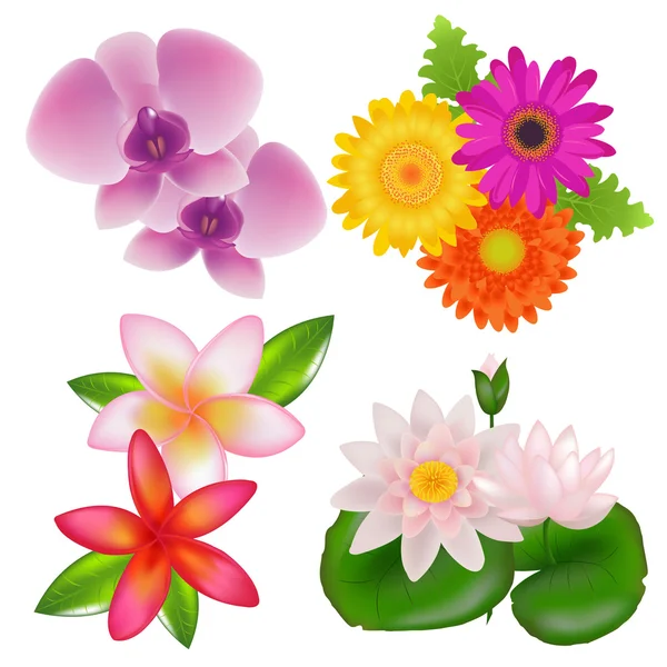 Set di fiori — Vettoriale Stock