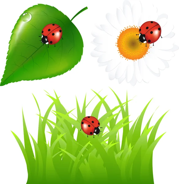 Green Set With Ladybug — Stock Vector