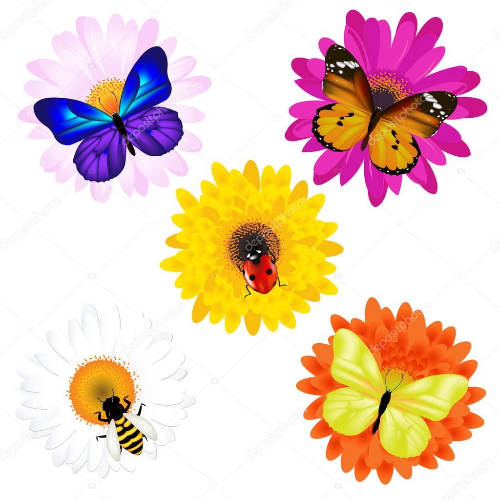 Vector Set Of Insects On Daisies