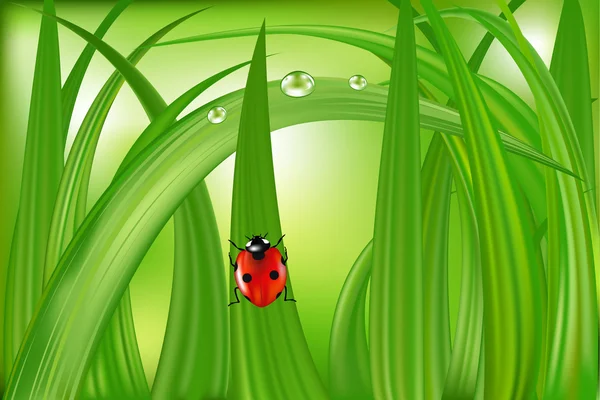 Ladybug On Green Grass — Stock Vector