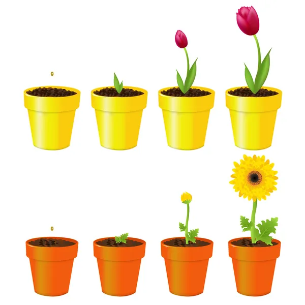 Flowers In Pots — Stock Vector