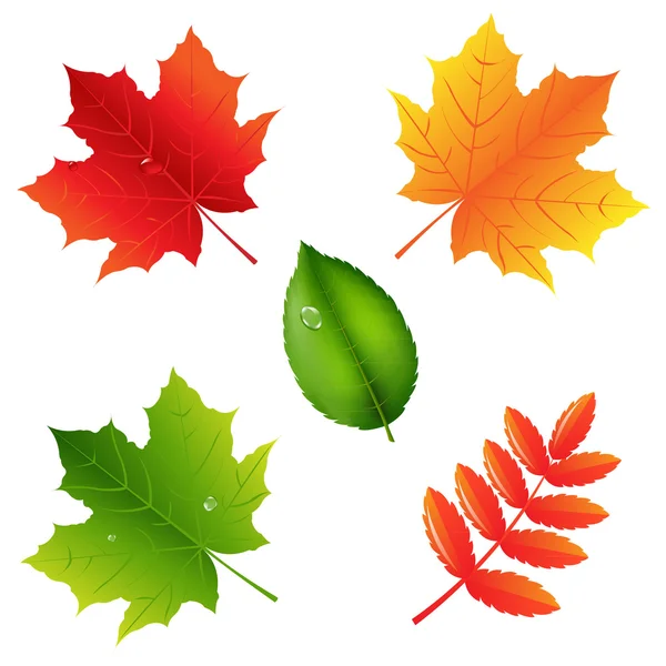 Collection Of Leaves — Stock Vector