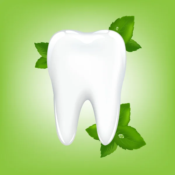 Зуб с мятой — стоковый вектор