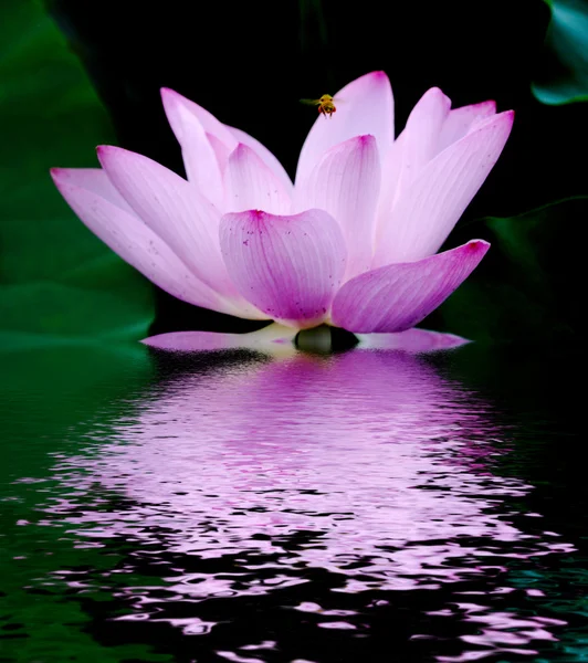 Lotus, — Photo