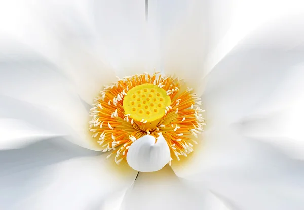 Lotusväxter, — Stockfoto