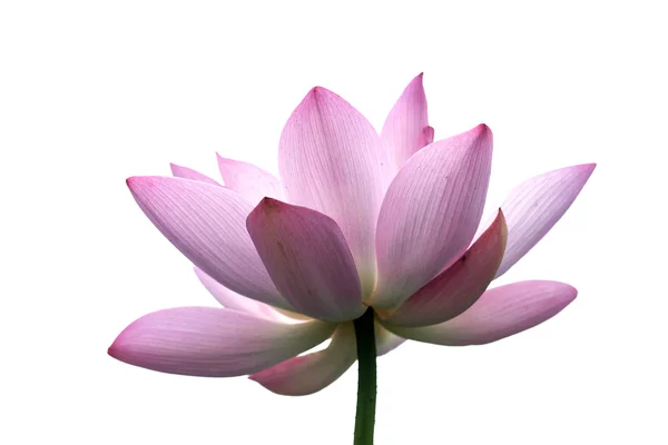 Lotusväxter, — Stockfoto