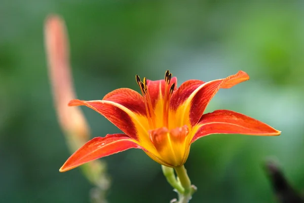 stock image Flowers and plants