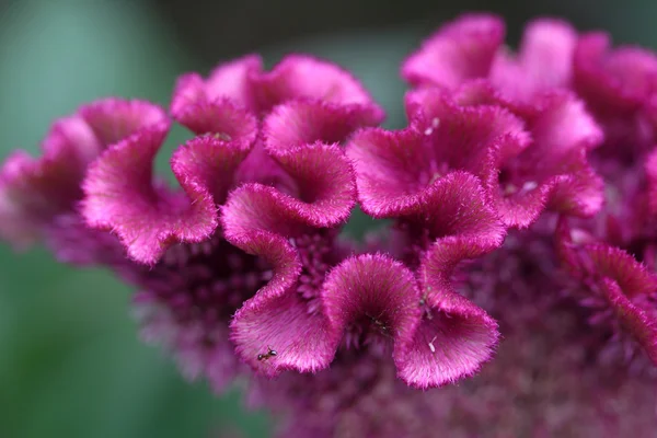 Növény, a virág, Stock Kép