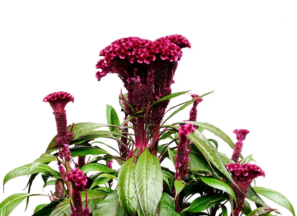 Plant, flower — Stock Photo, Image