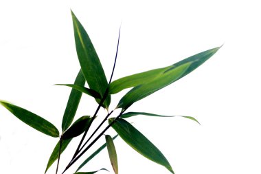 bitki, bambu