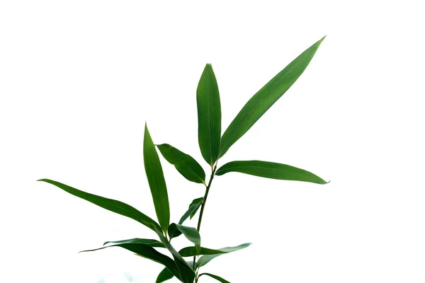 Plant, bamboe — Stockfoto
