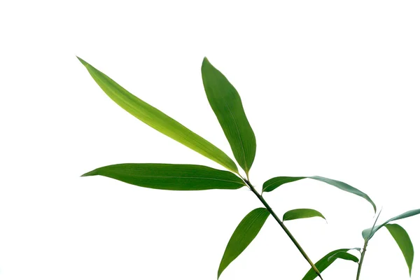 Stock image Plant, bamboo