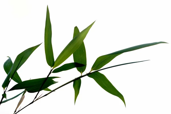 Растение, бамбук — стоковое фото