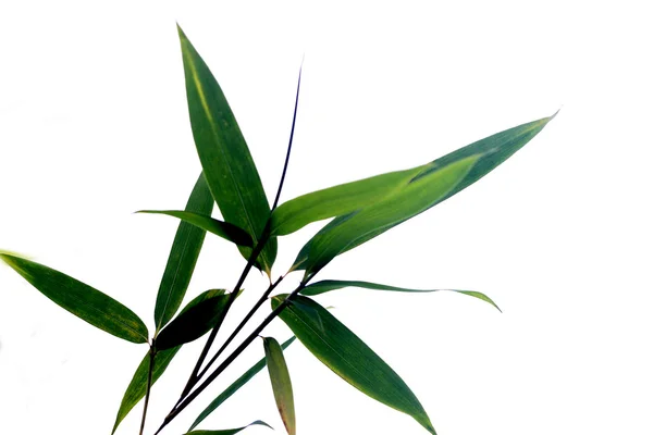Planta, bambú — Foto de Stock