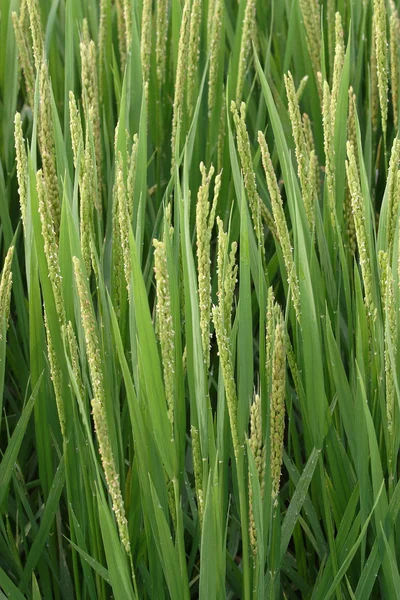 Agricultura, arroz — Foto de Stock