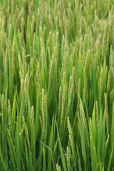 Rolnictwo, ryż — Zdjęcie stockowe