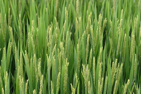 Agricultura, arroz — Fotografia de Stock