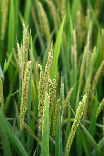 Landbouw, rijst — Stockfoto