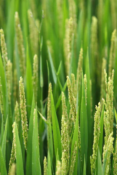 Mezőgazdaság, rizs — 스톡 사진
