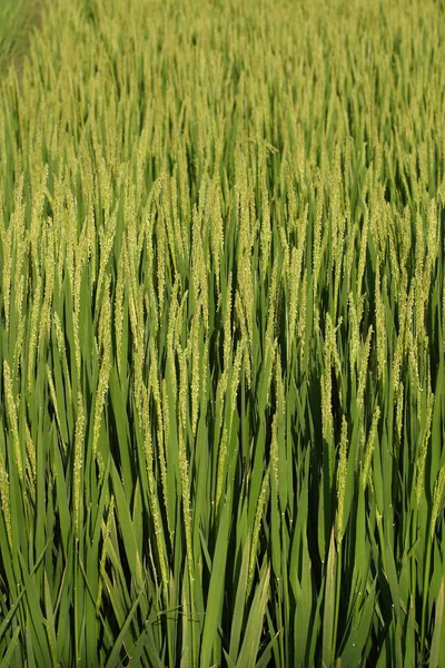 Jordbruk, ris — Stockfoto