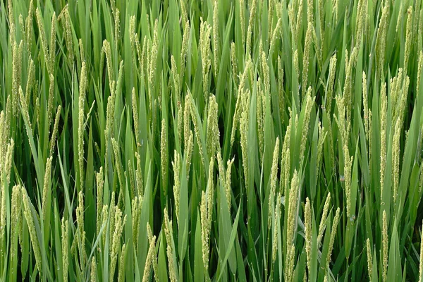 Agriculture, rice — Stock Photo, Image