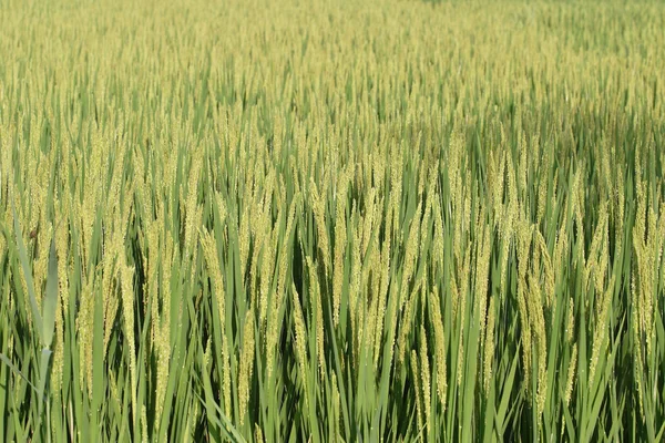 Agriculture, rice — Stock Photo, Image