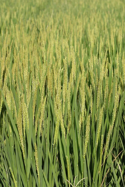 Jordbruk, ris — Stockfoto