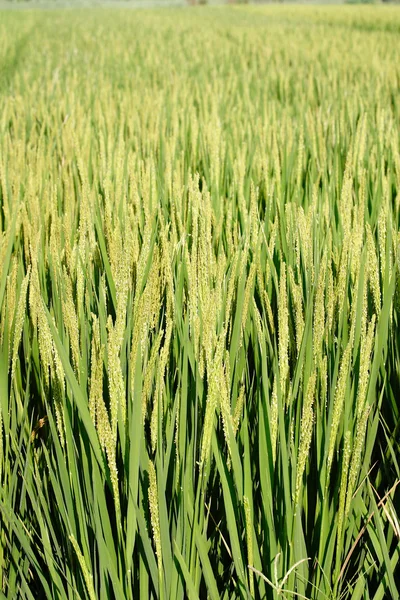 Landbouw, rijst — Stockfoto