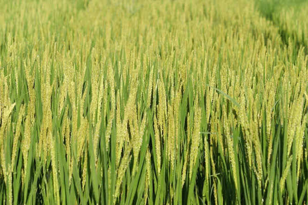 Agricultura, arroz — Foto de Stock